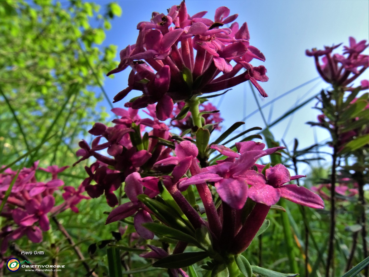 02 Daphne cneorum (Cneoro).JPG